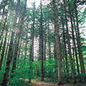 산림욕장
